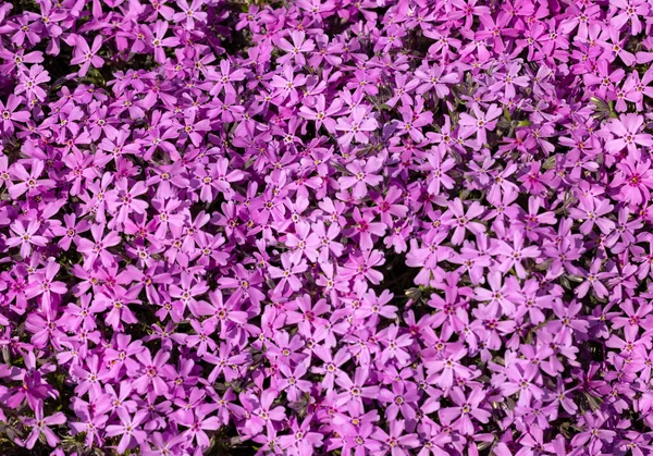 庭のライラック アウブリエタ デルトアイデアの花 — ストック写真