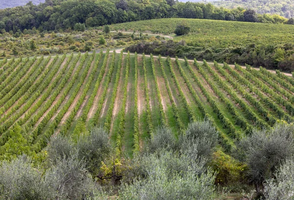 Paesaggio Rurale Con Vigneti Vicino Pienza Toscana Italia — Foto Stock