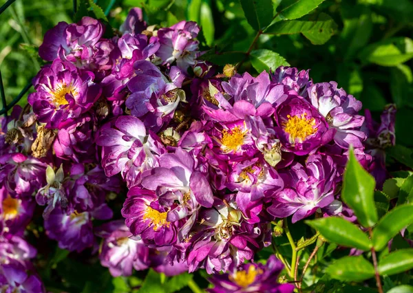 Fialové Květy Závoje Horolezectví Růže Zahradě — Stock fotografie