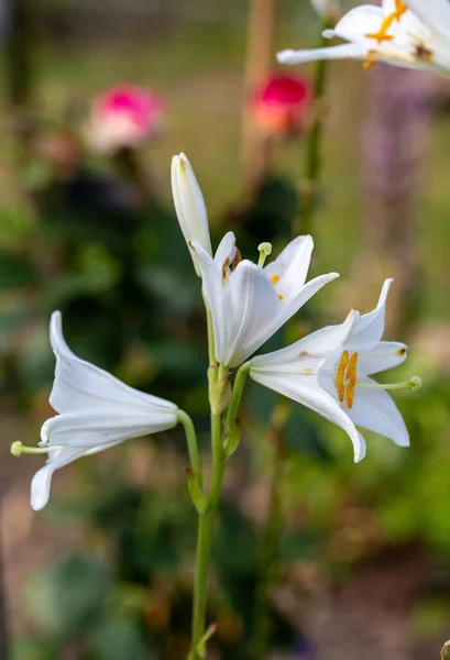 White lily flowers in garden also known as Saint Anthony lily
