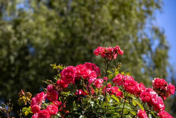 Červené Růže Větvi Zahradě — Stock fotografie