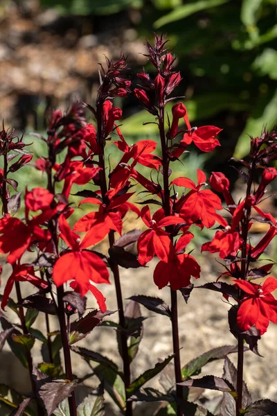庭の赤い基本的な花やロベリア カルデリス — ストック写真
