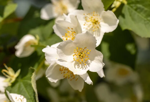 Красивые Белые Цветы Жасмина Цветут Весной Фон Цветущими Жасминовыми Кустами — стоковое фото