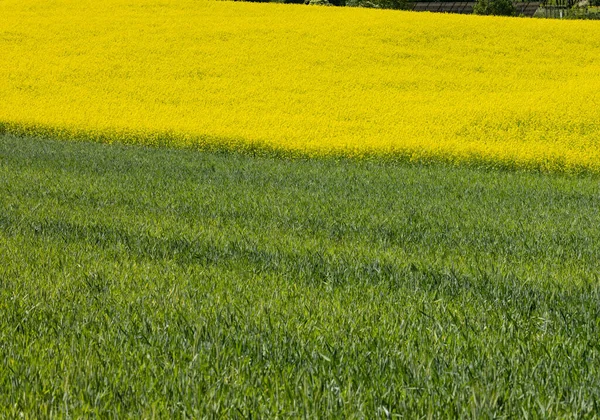 Campo Cultivado Com Estupro Florescendo Cor Amarela Brilhante — Fotografia de Stock