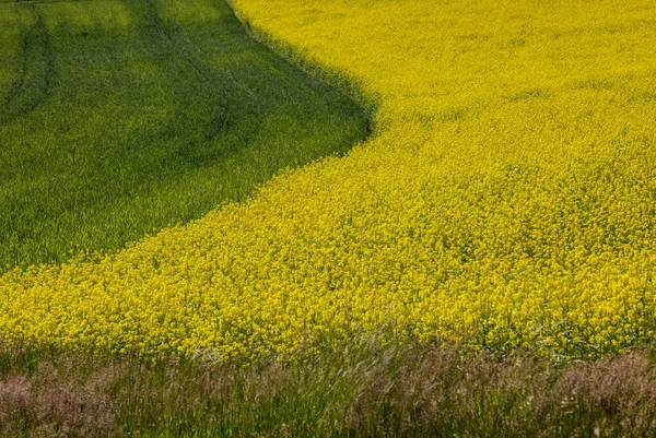 Campo Cultivado Con Violación Floreciente Color Amarillo Brillante — Foto de Stock