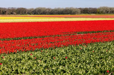 Hollanda 'da Lisse yakınlarında çiçek açan laleler