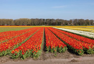 Hollanda 'da Lisse yakınlarında çiçek açan laleler