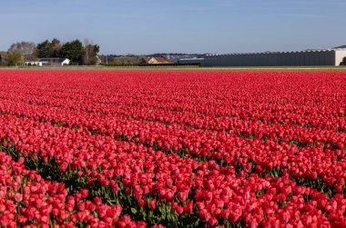 Hollanda 'da Lisse yakınlarında çiçek açan laleler