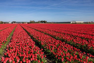 Hollanda 'da Lisse yakınlarında çiçek açan laleler