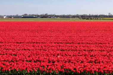 Hollanda 'da Lisse yakınlarında çiçek açan laleler