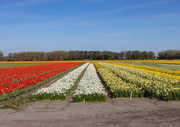 Поля Цветущих Тюльпанов Нарциссов Возле Лиссе Нидерландах — стоковое фото