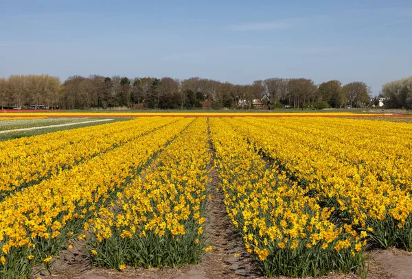 Campos Narcisos Amarelos Florescentes Perto Lisse Nos Países Baixos — Fotografia de Stock