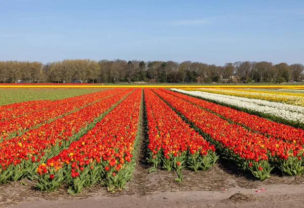 Blühende Tulpenfelder Bei Lisse Den Niederlanden — Stockfoto