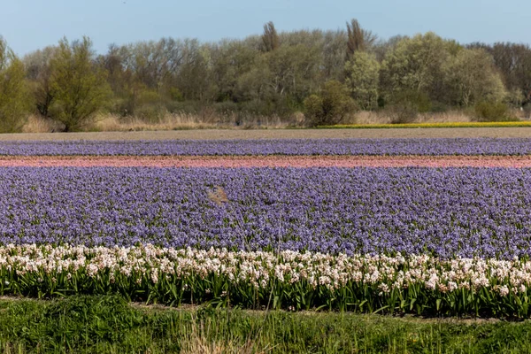 Blühende Tulpen Und Hyazinthenfelder Bei Lisse Den Niederlanden — Stockfoto