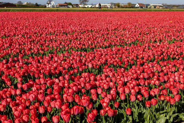 Pola Kwitnących Tulipanów Pobliżu Lisse Holandii — Zdjęcie stockowe