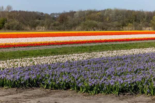 Поля Цветущих Тюльпанов Гиацинтов Близ Лиссе Нидерландах — стоковое фото