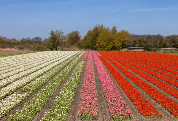 Fält Med Blommande Tulpaner Nära Lisse Nederländerna — Stockfoto