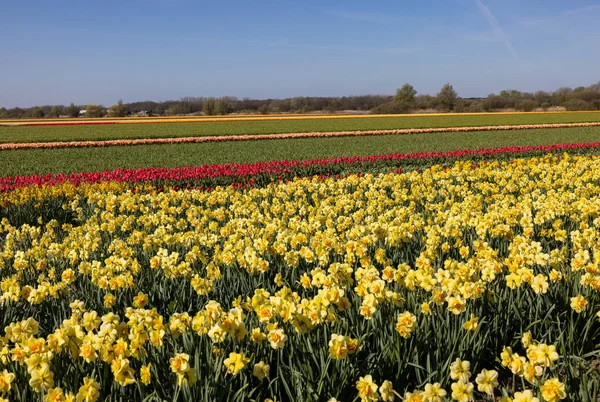 Поля Цветущих Тюльпанов Нарциссов Возле Лиссе Нидерландах — стоковое фото