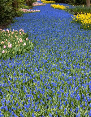 Lisse, Hollanda, Hollanda Keukenhof bahçesinde renkli çiçekler.