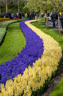 Keukenhof, Lisse Hollanda - 18 Nisan 2023: Hollanda, Lisse 'deki Keukenhof Garden' ı ziyaret edenler.