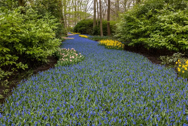 stock image Colorful flowers in the Keukenhof Garden in Lisse, Holland, Netherlands.