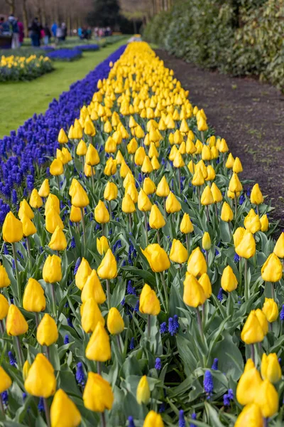 五颜六色的花朵在园地 荷兰库肯霍夫花园 — 图库照片