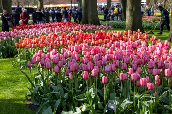 Keukenhof Lisse Niederlande April 2023 Besucher Keukenhof Garten Lisse Niederlande — Stockfoto