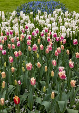renkli Lale ve sümbül bir bahçede çiçek açan