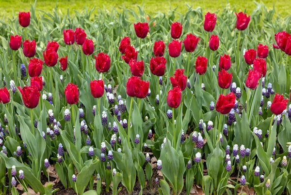 Rote Tulpen Und Blaue Muscari Blühen Einem Garten — Stockfoto