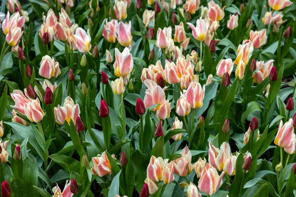 Bunte Tulpen Blühen Garten — Stockfoto