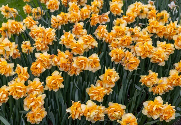 Żółte Żonkile Kwiaty Kwitnące Ogrodzie — Zdjęcie stockowe