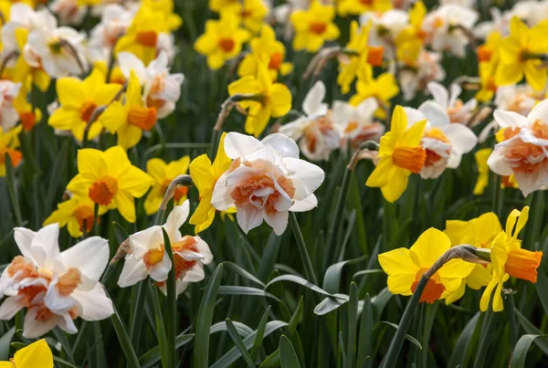 Żółto Białe Żonkile Kwiaty Kwitnące Ogrodzie — Zdjęcie stockowe