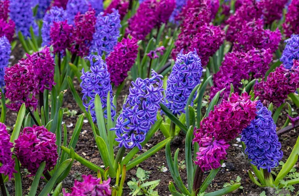 Purpurowe Niebieskie Hiacynty Kwitnące Ogrodzie — Zdjęcie stockowe