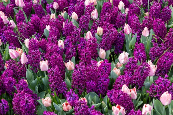在花园里盛开的粉色郁金香和紫色透明质花 — 图库照片