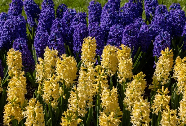 Жовті Сині Гіацинти Цвітуть Саду — стокове фото