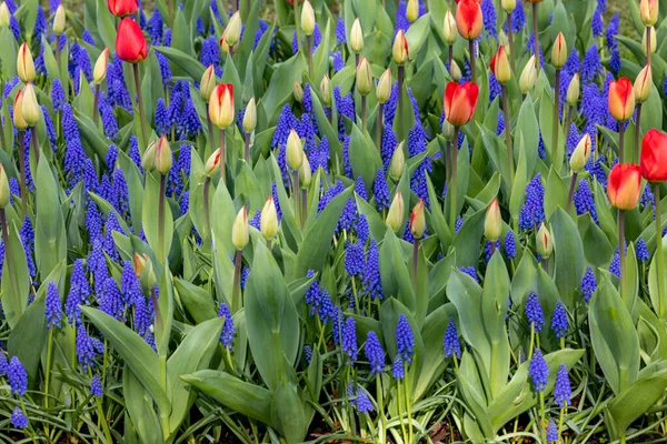 在花园里盛开的红色郁金香和蓝色麝香 — 图库照片
