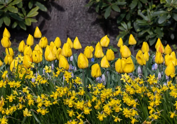 Żółte Żonkile Tulipany Kwitnące Ogrodzie — Zdjęcie stockowe