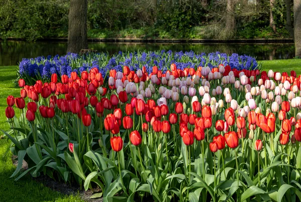Tulipes Jacinthes Bleues Fleurissant Dans Jardin — Photo