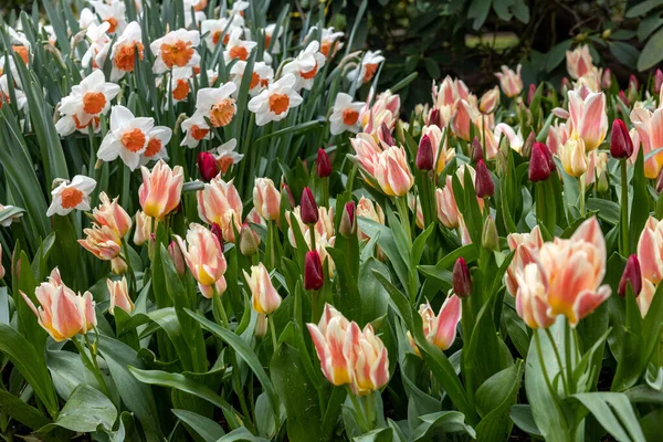 Białe Żonkile Kolorowe Tulipany Kwitnące Ogrodzie — Zdjęcie stockowe