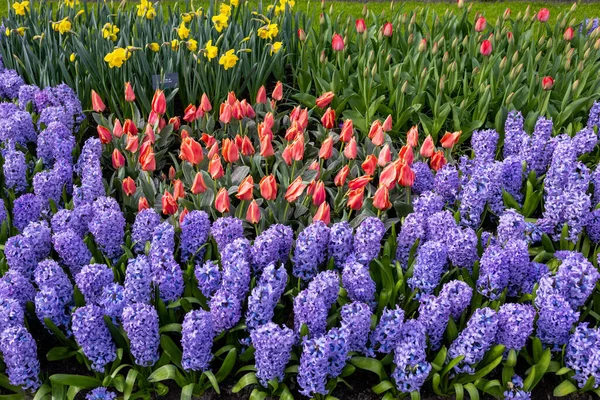 Тюльпани Блакитні Гіацинти Цвітуть Саду — стокове фото