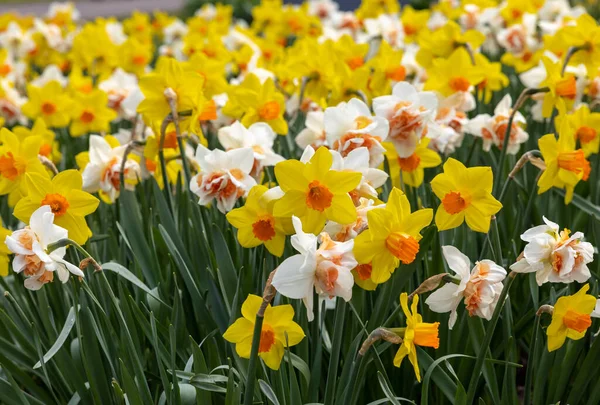 Żółto Białe Żonkile Kwiaty Kwitnące Ogrodzie — Zdjęcie stockowe