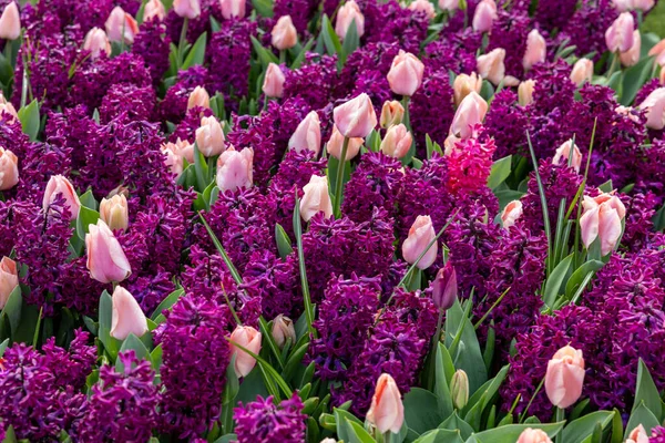 在花园里盛开的粉色郁金香和紫色透明质花 — 图库照片
