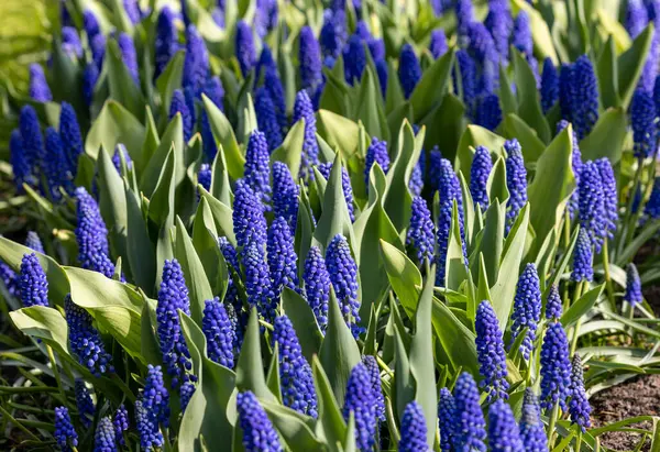 蓝穆斯卡里鲜花盛开的花园里 — 图库照片