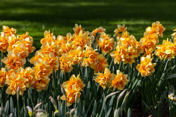 Żółte Żonkile Kwiaty Kwitnące Ogrodzie — Zdjęcie stockowe