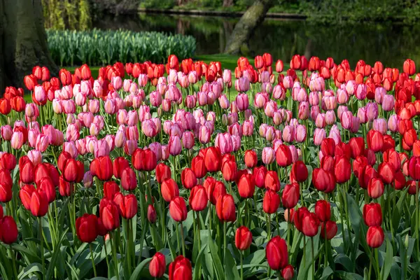Tulipes Rouges Roses Fleurissant Dans Jardin — Photo