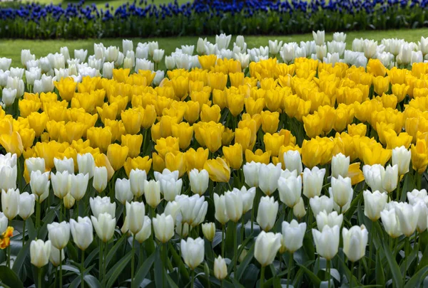 在花园里盛开的黄色和白色郁金香 — 图库照片