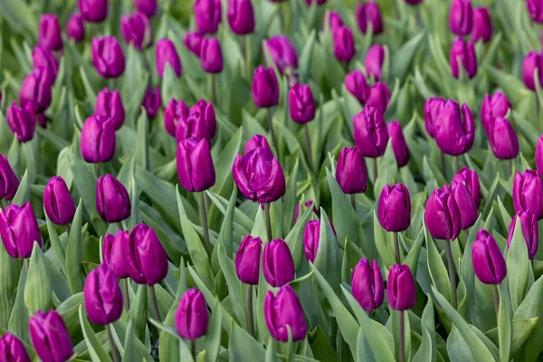 Tulipani Viola Che Fioriscono Giardino — Foto Stock