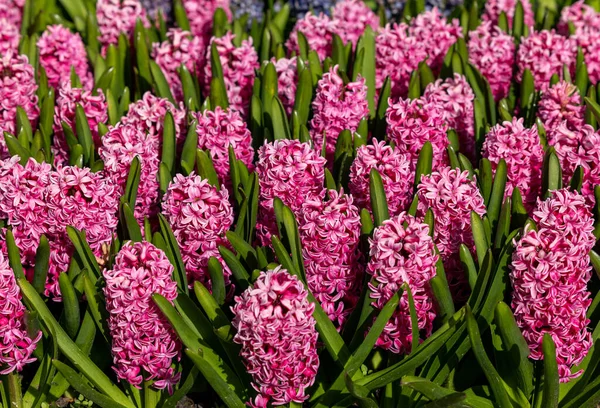 Рожеві Гіацинти Цвітуть Саду — стокове фото