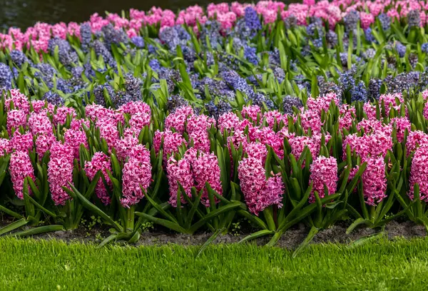 Рожеві Сині Гіацинти Цвітуть Саду — стокове фото