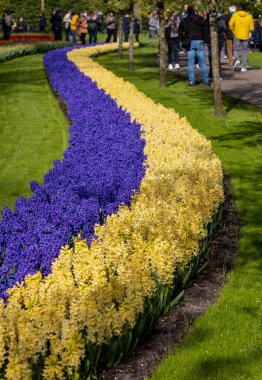Keukenhof, Lisse Hollanda - 18 Nisan 2023: Hollanda, Lisse 'deki Keukenhof Garden' ı ziyaret edenler.